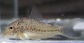 Hoplisoma boehlkei