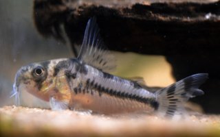 Hoplisoma boesemani