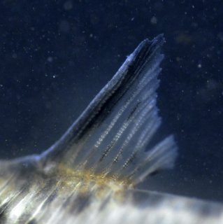 Hoplisoma boesemani