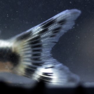 Hoplisoma boesemani