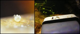 Hoplisoma boesemani