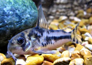 Hoplisoma boesemani