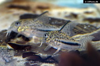 Hoplisoma bondi