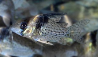 Hoplisoma brevirostre