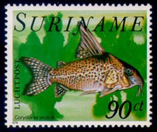 Hoplisoma brevirostre