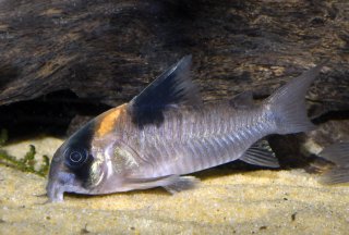 Hoplisoma burgessi