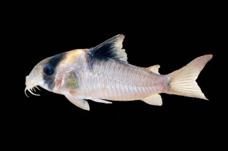 Hoplisoma burgessi