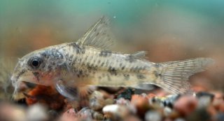 Hoplisoma cochui