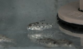 Hoplisoma cochui