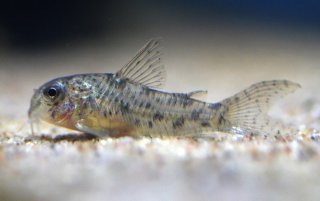 Hoplisoma cochui