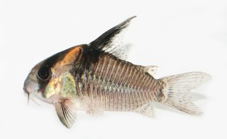 Hoplisoma colossus
