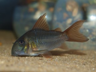 Hoplisoma concolor