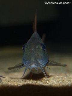 Hoplisoma concolor