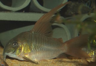 Hoplisoma concolor