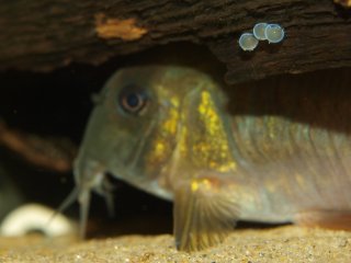 Hoplisoma concolor