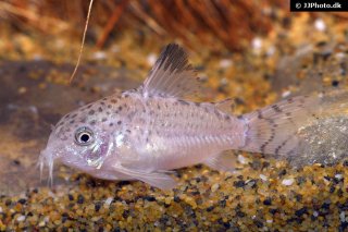 Hoplisoma cruziense