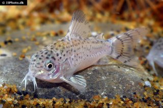 Hoplisoma cruziense