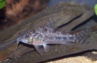 Hoplisoma diphyes