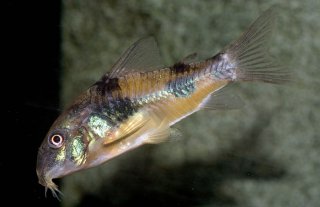 Hoplisoma ehrhardti