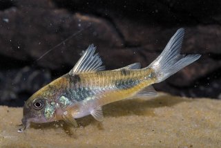 Hoplisoma ehrhardti