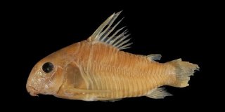 Hoplisoma esperanzae