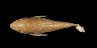 Hoplisoma esperanzae