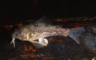 Hoplisoma flaveolum