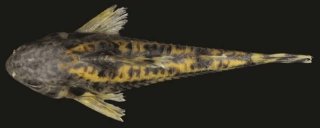 Hoplisoma froehlichi