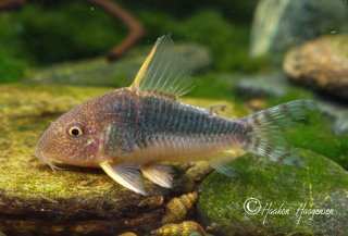 Hoplisoma gossei