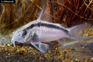 Hoplisoma granti