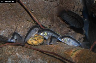 Hoplisoma granti