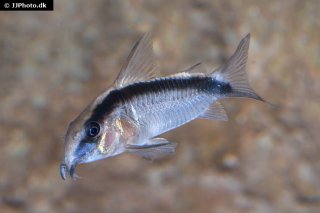 Hoplisoma granti