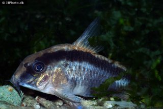 Hoplisoma granti