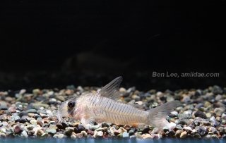 Hoplisoma griseum