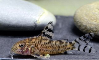 Hoplisoma hypnos