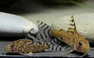Hoplisoma hypnos