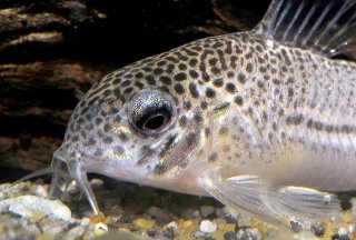 Hoplisoma julii