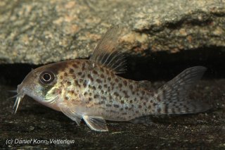 Hoplisoma kanei