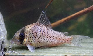 Hoplisoma kanei
