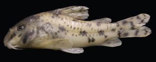 Hoplisoma lacrimostigmata