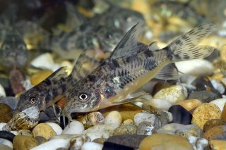 Hoplisoma longipinne