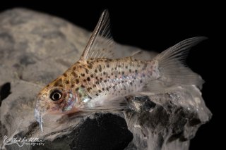 Hoplisoma loretoense