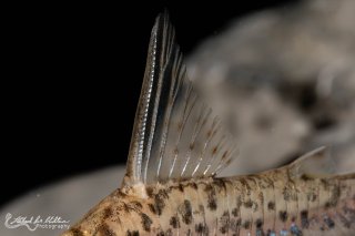 Hoplisoma loretoense