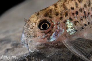 Hoplisoma loretoense