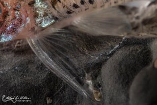 Hoplisoma loretoense