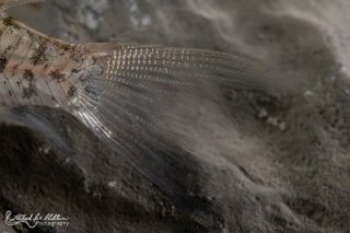 Hoplisoma loretoense