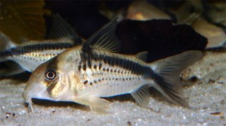 Hoplisoma loxozonum