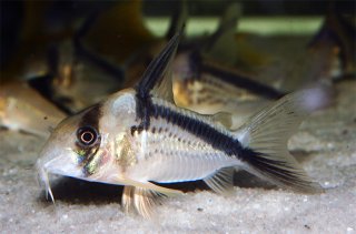 Hoplisoma loxozonum