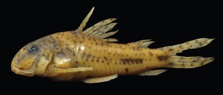 Hoplisoma lymnades