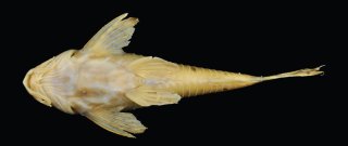 Hoplisoma lymnades